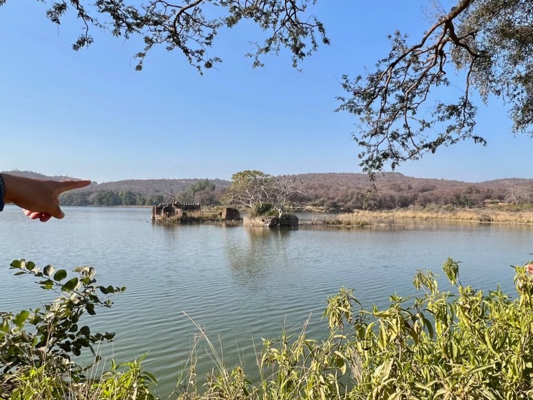 Photo of Tiger Safaris in Ranthambore National Park | Travelarks by Brinda Rao