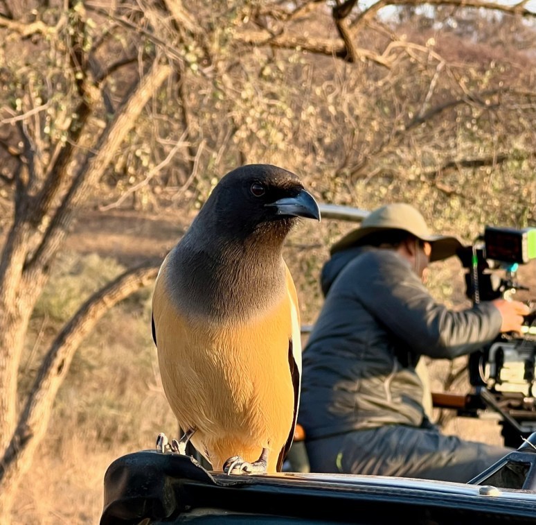 Photo of Tiger Safaris in Ranthambore National Park | Travelarks by Brinda Rao