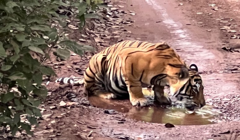 Photo of Tiger Safaris in Ranthambore National Park | Travelarks by Brinda Rao