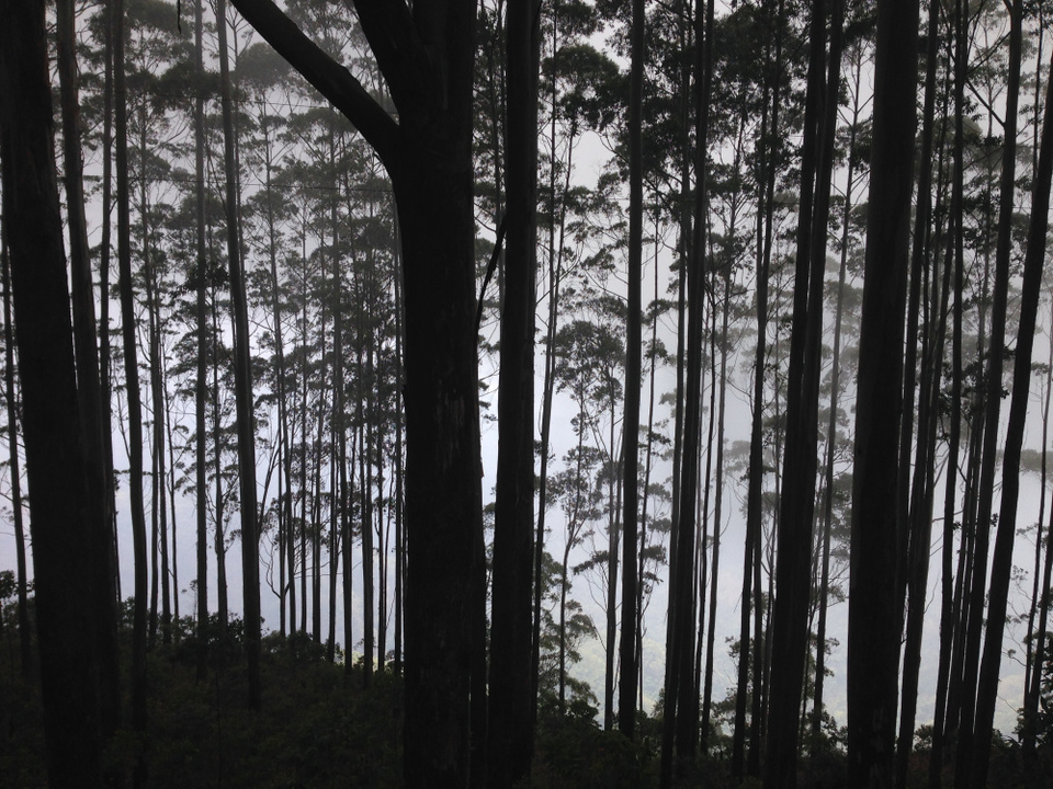 Photo of A hamlet amidst the clouds - Vattakanal 7/9 by swathi jois