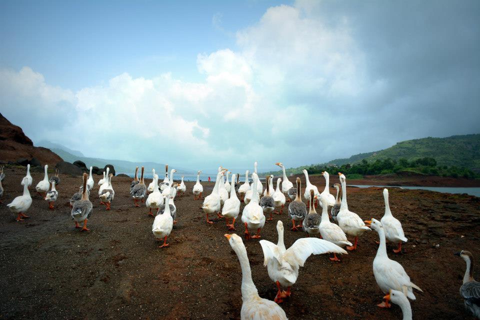 Photo of Lonavala like never before. 11/12 by Mamta Taliwala
