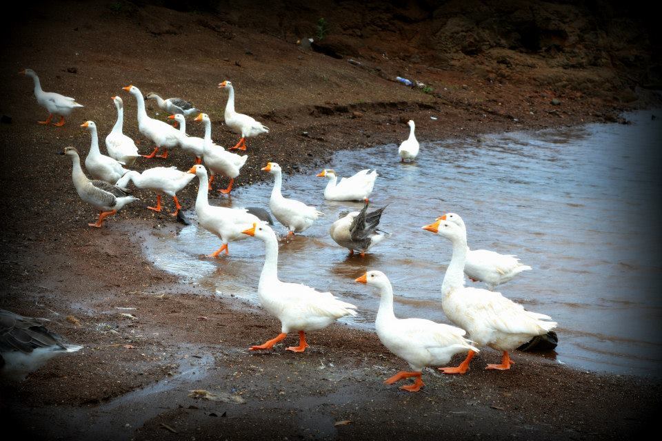 Photo of Lonavala like never before. 2/12 by Mamta Taliwala