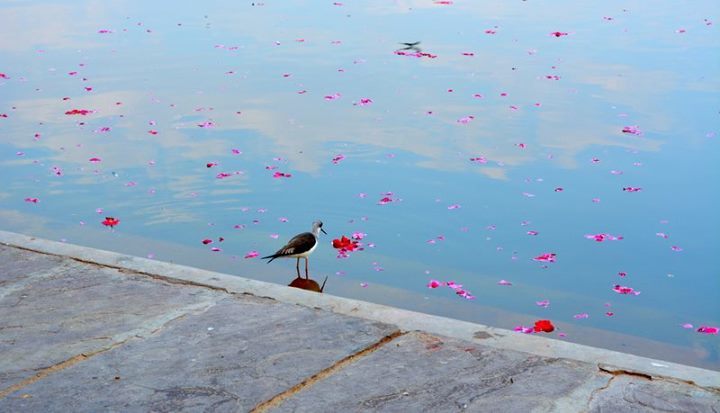 Photo of Pushkar calling 2/6 by Mamta Taliwala
