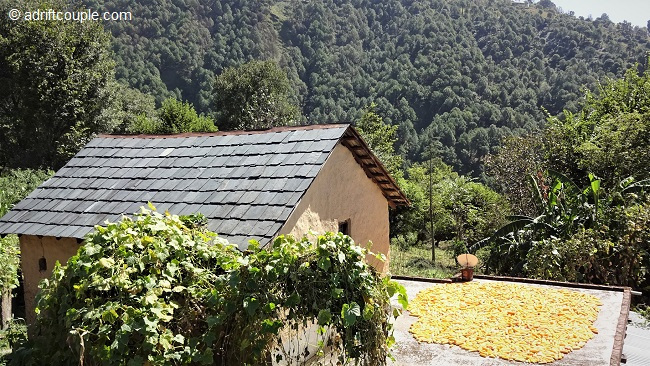 Photo of Gunehar Valley, Gunehr, Himachal Pradesh, India by AdriftCouple
