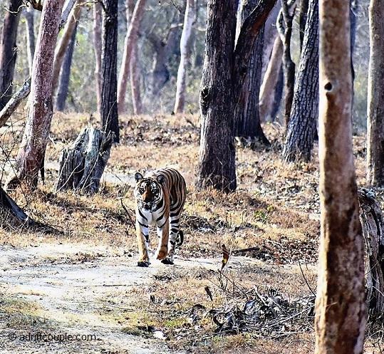 Photo of Royal Bengal Tiger - Vision To Reality In Nagarhole? by AdriftCouple