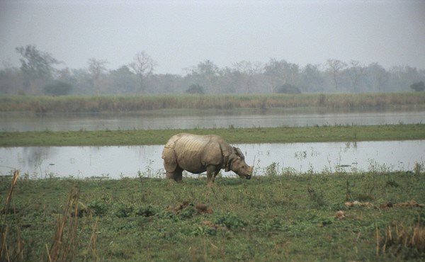 Photo of North-East Diaries- Kaziranga National Park 4/46 by Rachit Pathak
