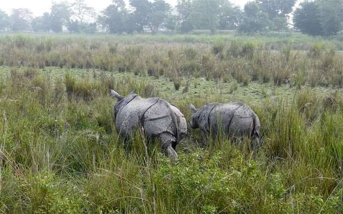 Photo of North-East Diaries- Kaziranga National Park 2/46 by Rachit Pathak