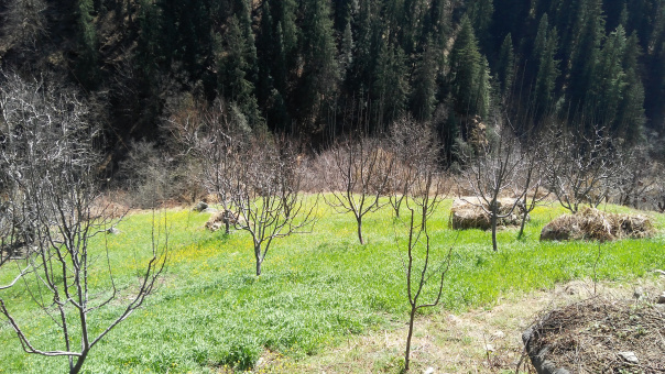 Photo of A lifetime experience at Kasol-Kheerganga 9/16 by Seetha Lakshmi