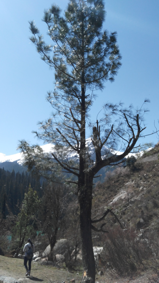 Photo of A lifetime experience at Kasol-Kheerganga 12/16 by Seetha Lakshmi