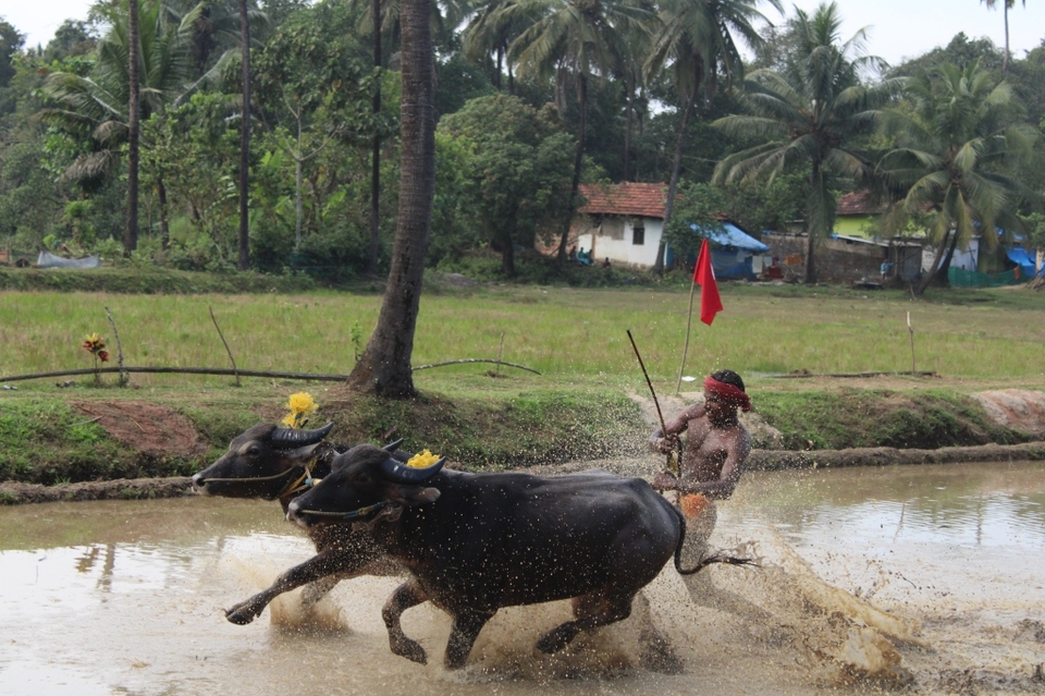 Photo of From the Shores of Tulu Nadu 1/1 by Anvitha G Bellamane