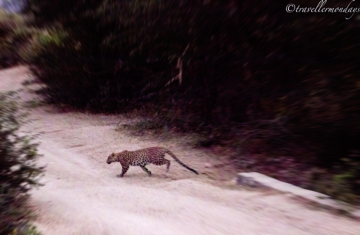Photo of Leopards of Bera, Rajasthan 4/11 by debomita basu