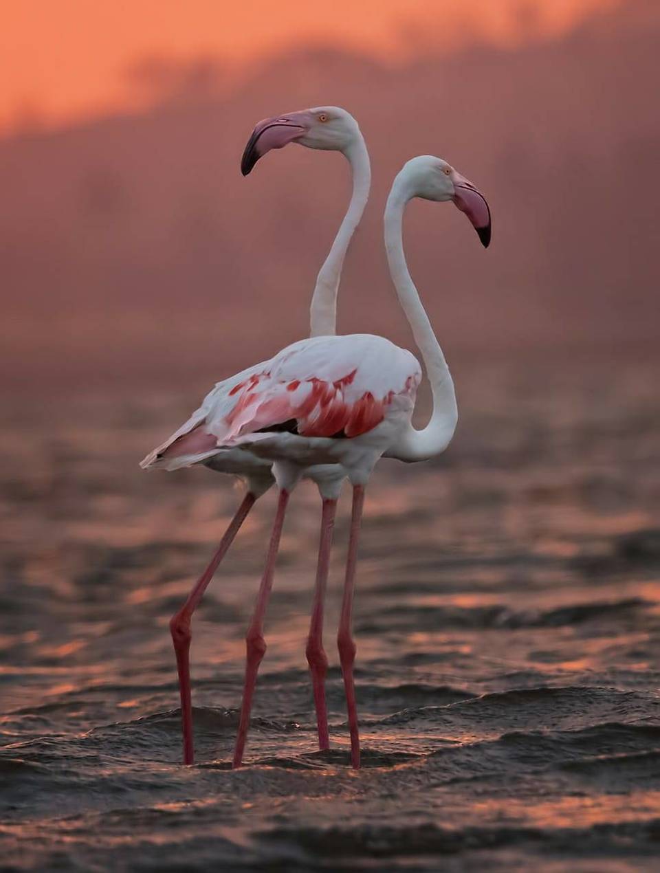 Photo of Birding at Bhigwan- An awesome experience !! 1/6 by Salil Datar