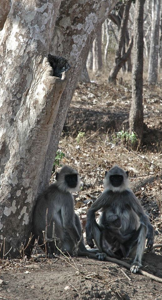 Photo of Masinagudi,Jungle Retreat - Forests of South India 6/8 by Sasha Menon