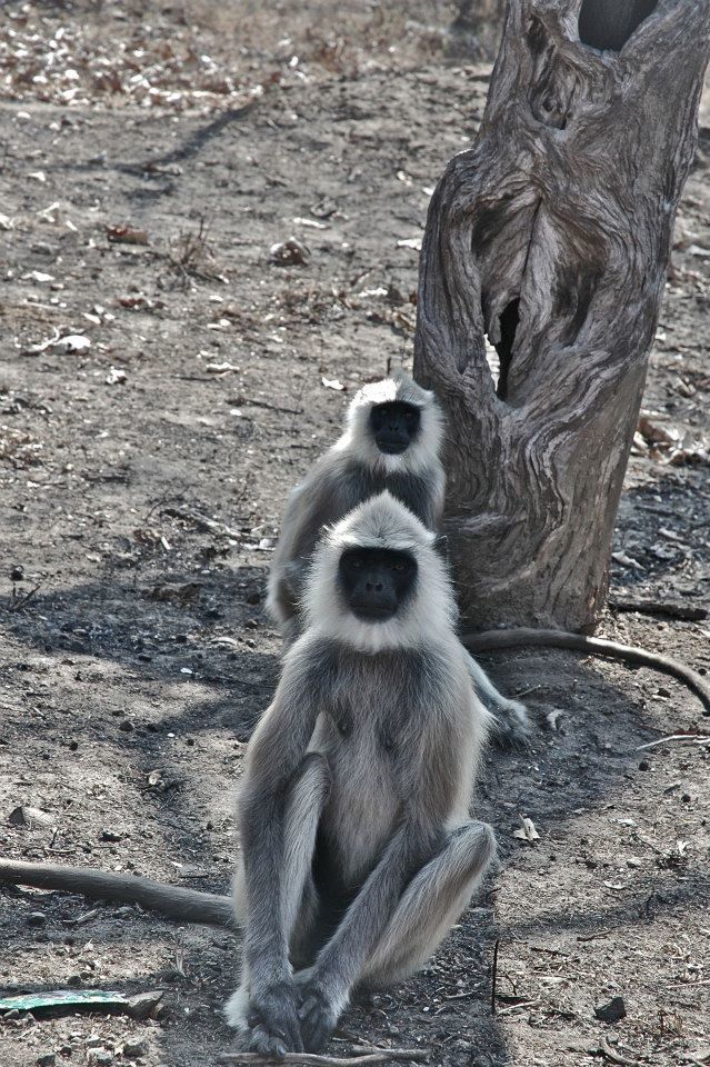 Photo of Masinagudi,Jungle Retreat - Forests of South India 5/8 by Sasha Menon