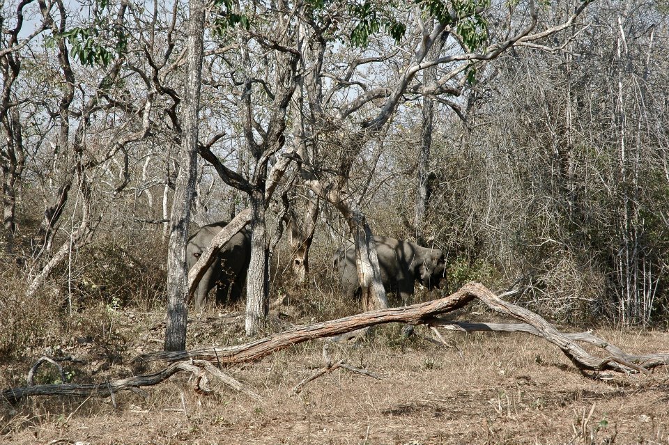 Photo of Masinagudi,Jungle Retreat - Forests of South India 3/8 by Sasha Menon