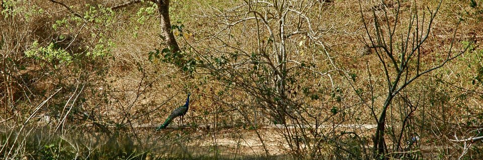 Photo of Masinagudi,Jungle Retreat - Forests of South India 4/8 by Sasha Menon