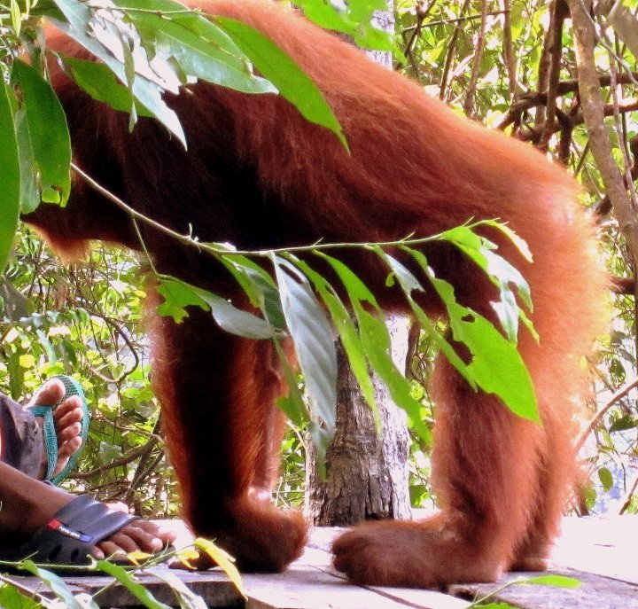 Photo of Indonesia - Bukit Lawang, Yogyakarta, Bali by Sasha Menon