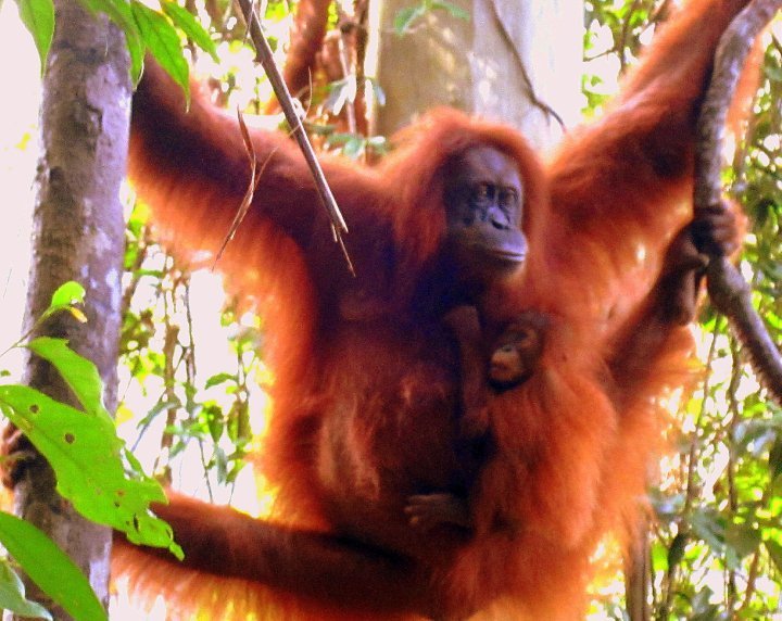 Photo of Indonesia - Bukit Lawang, Yogyakarta, Bali by Sasha Menon