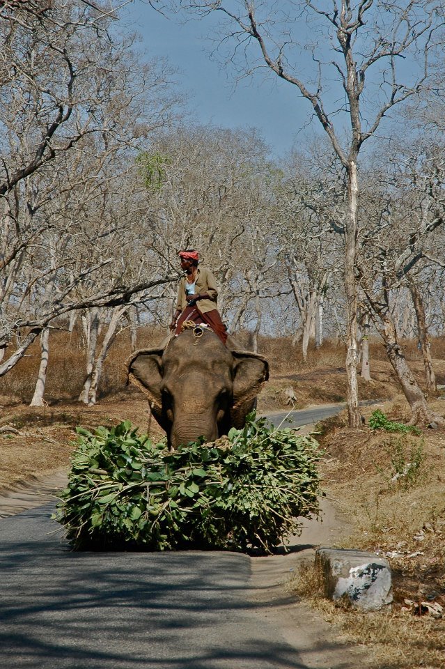 Photo of Masinagudi,Jungle Retreat - Forests of South India 2/8 by Sasha Menon