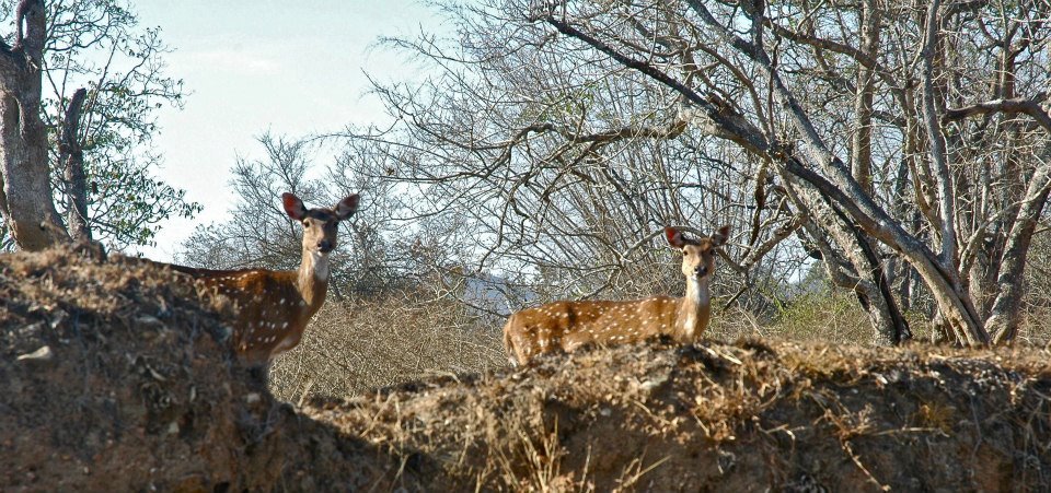 Photo of Masinagudi,Jungle Retreat - Forests of South India 8/8 by Sasha Menon