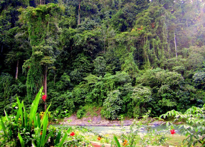 Photo of Indonesia - Bukit Lawang, Yogyakarta, Bali by Sasha Menon