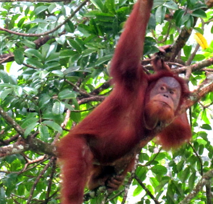 Photo of Indonesia - Bukit Lawang, Yogyakarta, Bali by Sasha Menon