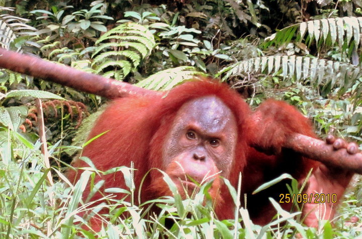 Photo of Indonesia - Bukit Lawang, Yogyakarta, Bali by Sasha Menon