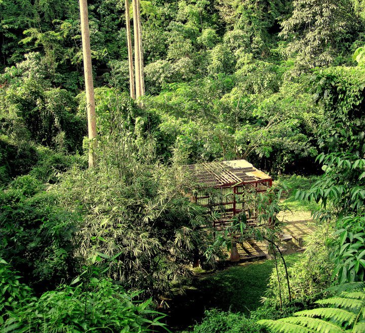 Photo of Indonesia - Bukit Lawang, Yogyakarta, Bali by Sasha Menon