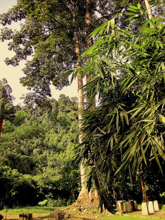 Photo of Indonesia - Bukit Lawang, Yogyakarta, Bali by Sasha Menon