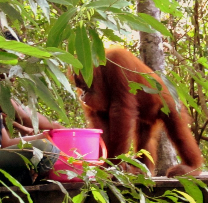 Photo of Indonesia - Bukit Lawang, Yogyakarta, Bali by Sasha Menon