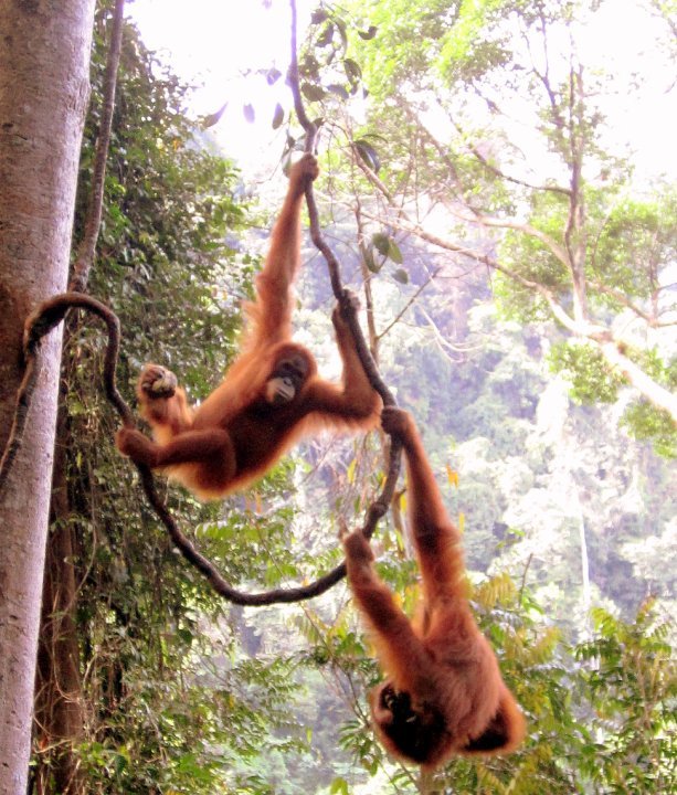 Photo of Indonesia - Bukit Lawang, Yogyakarta, Bali by Sasha Menon