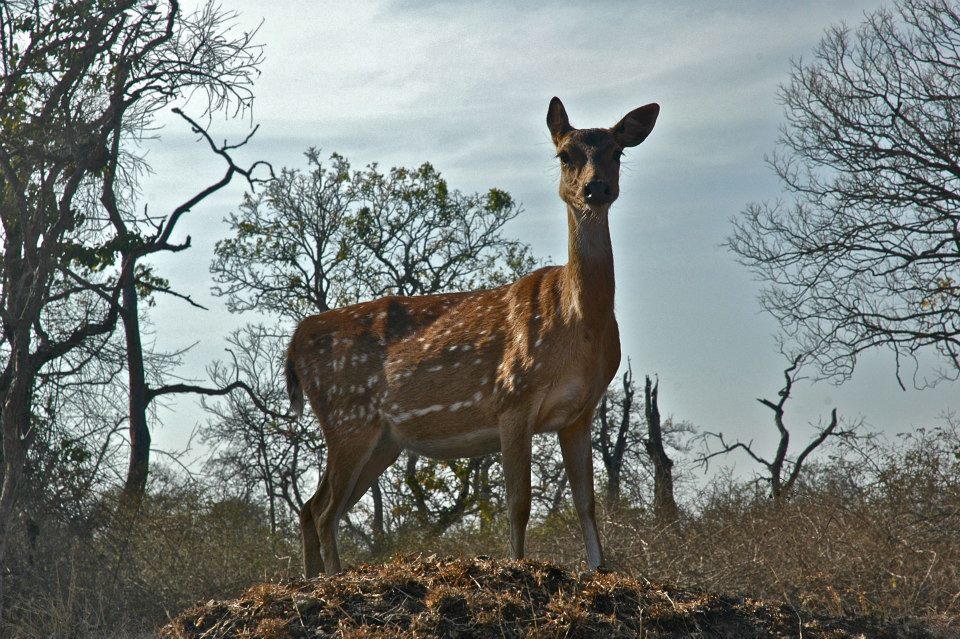 Photo of Masinagudi,Jungle Retreat - Forests of South India 7/8 by Sasha Menon