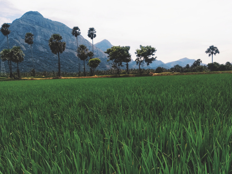 Photo of Hidden Treasures: Palms and Paddies of Palakkad by Aishwarya J Nair