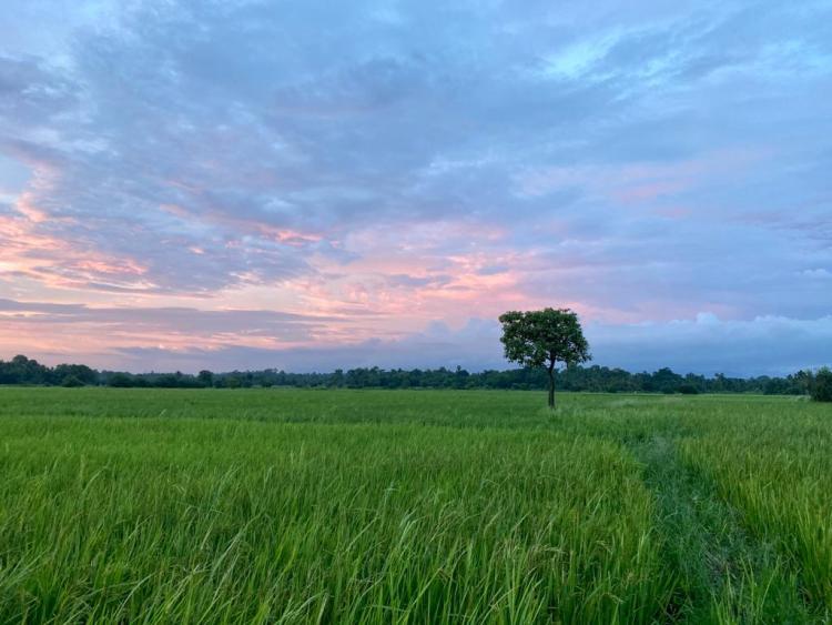 Photo of Hidden Treasures: Palms and Paddies of Palakkad by Aishwarya J Nair