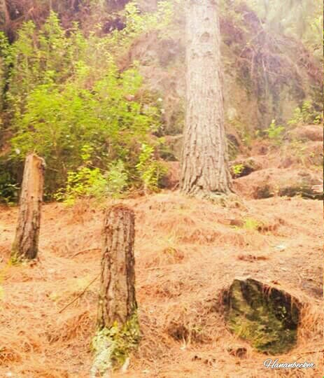 Photo of Kodaikanal, Tamil Nadu 624103, India by Hanan Becker