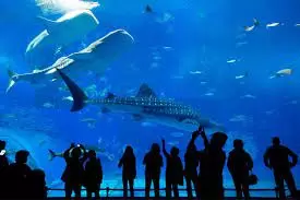 Photo of Dubai Aquarium & Underwater Zoo - Dubai - United Arab Emirates by Shreya Shah