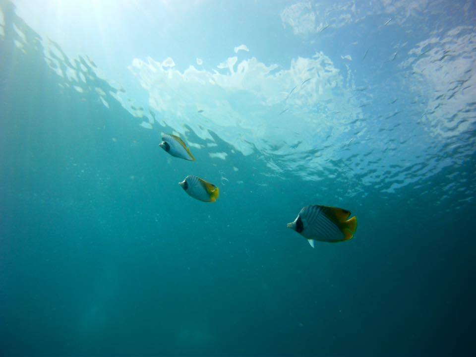 Photo of Exploring the Andamans with a gal pal 20/21 by MJ
