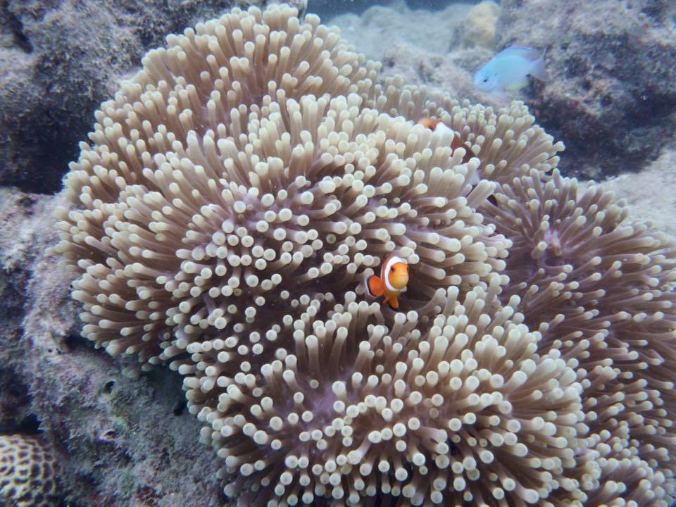 Photo of Exploring the Andamans with a gal pal 19/21 by MJ