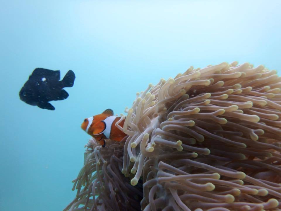 Photo of Exploring the Andamans with a gal pal 17/21 by MJ