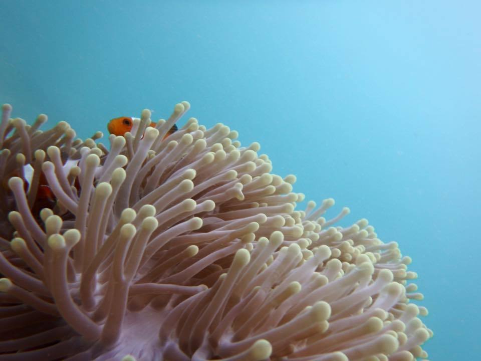 Photo of Exploring the Andamans with a gal pal 18/21 by MJ