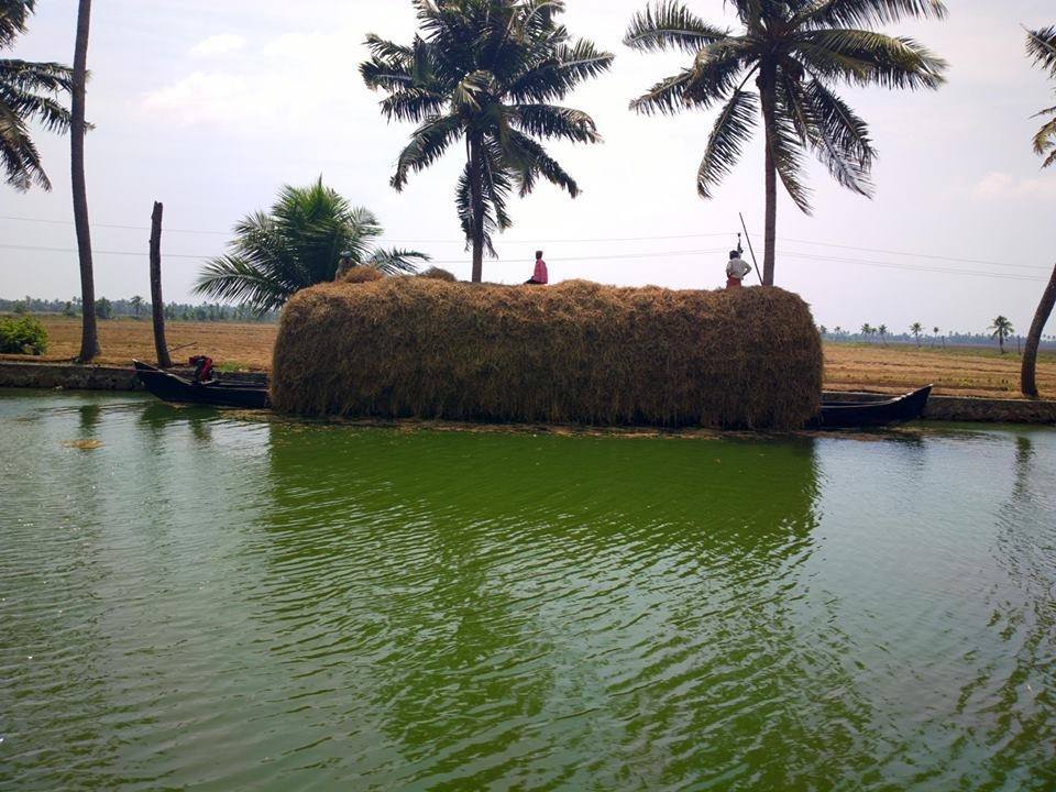 Photo of Alappuzha Backwaters - lots of chemmeen but no Karuthamma 19/34 by Chendilk