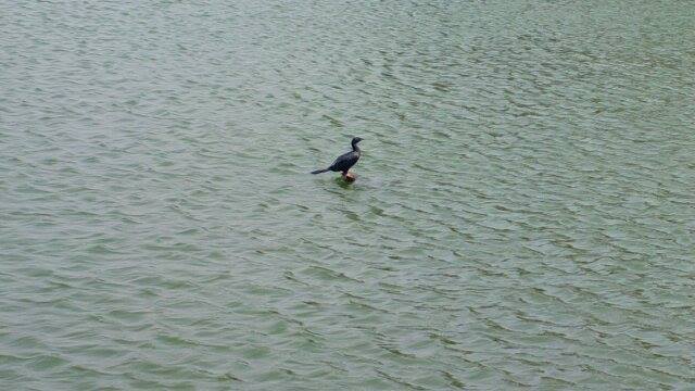 Photo of Alappuzha Backwaters - lots of chemmeen but no Karuthamma 20/34 by Chendilk