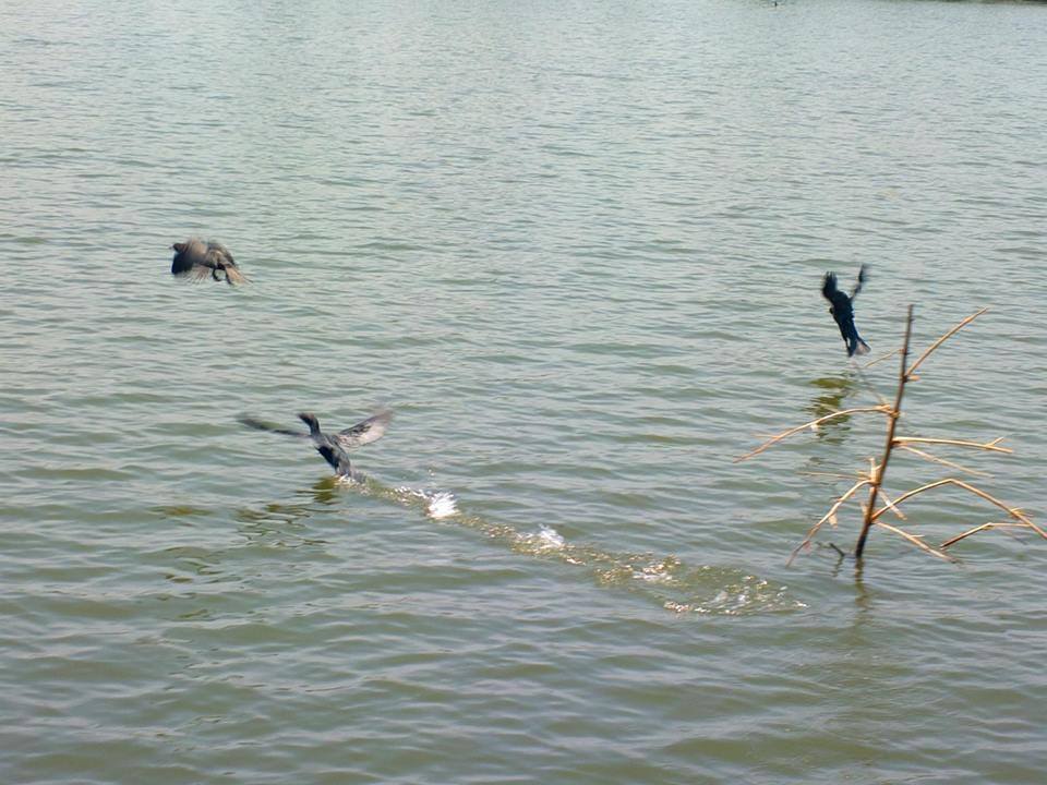 Photo of Alappuzha Backwaters - lots of chemmeen but no Karuthamma 27/34 by Chendilk