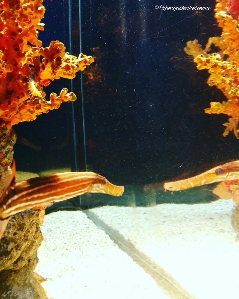 Photo of Sea Life Bangkok Ocean World Bangkok Thailand by Ramya Balakrishna