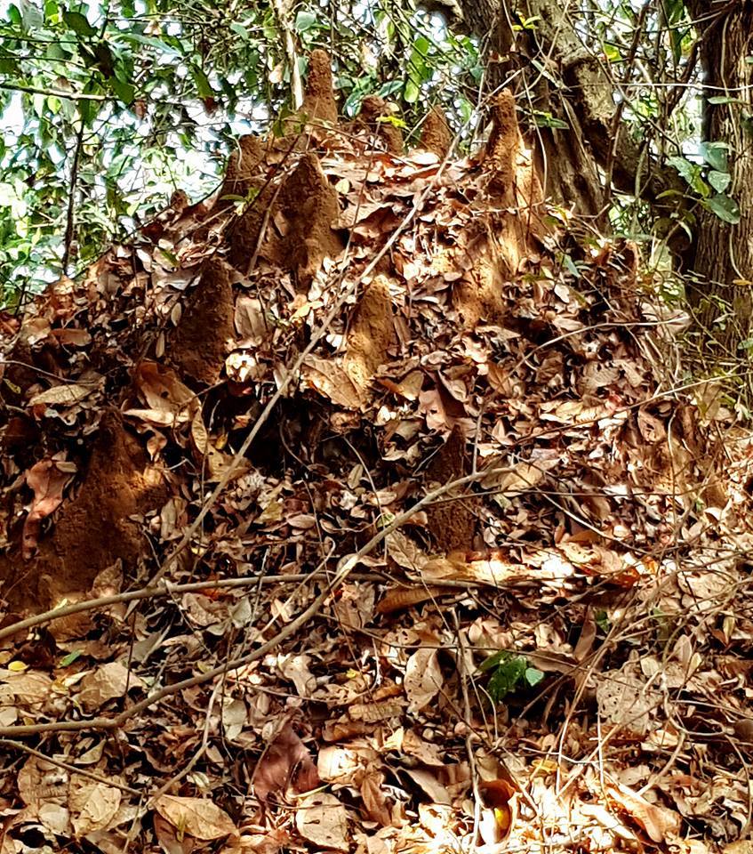 Photo of Day tripping on an island in Goa 7/17 by Just too Umezing
