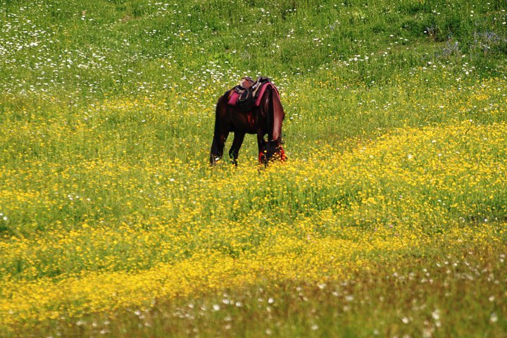 Photo of Valley of Kashmir 10/54 by Raj Shetty