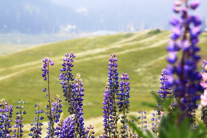 Photo of Valley of Kashmir 9/54 by Raj Shetty