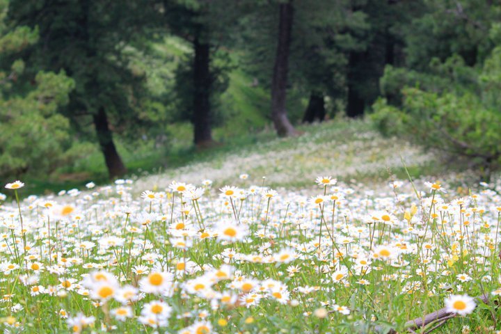 Photo of Valley of Kashmir 11/54 by Raj Shetty