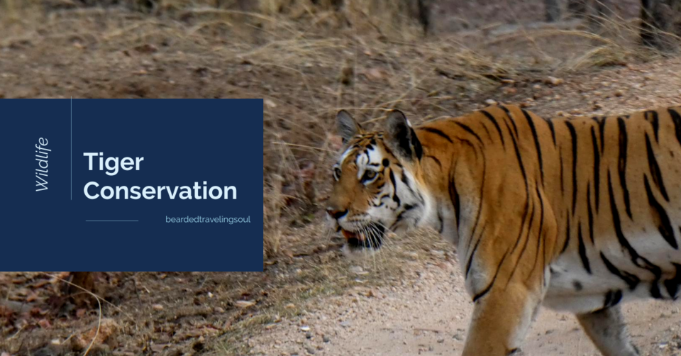 Photo of Rumble in the leaves - Wilderness trip to Pench National Park by Amitabh Sarma