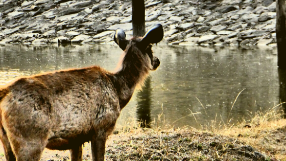 Photo of Rumble in the leaves - Wilderness trip to Pench National Park by Amitabh Sarma